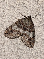 Hydriomena nubilofasciata