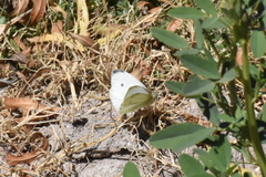 Pieris rapae rapae