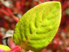 Persicaria tinctoria