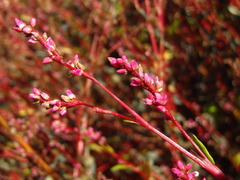 Persicaria tinctoria