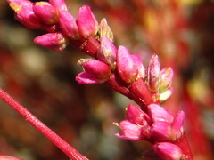 Persicaria tinctoria