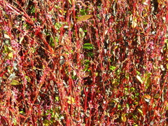 Persicaria tinctoria