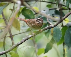 Emberiza tristrami