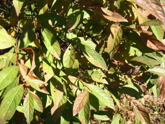 Prunus glandulosa