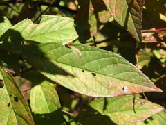 Prunus glandulosa