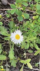 Aphanostephus ramosissimus