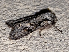 Egira hiemalis