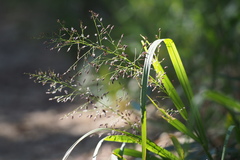 Eragrostis ferruginea