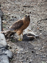 Buteo lineatus