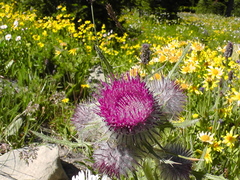 Cirsium edule