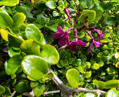 Oplonia spinosa