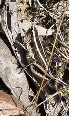 Macrotona securiformis