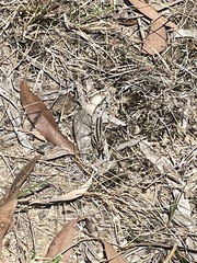 Macrotona securiformis