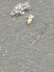 Menemerus bivittatus