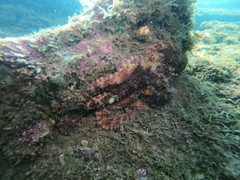 Octopus hubbsorum
