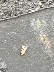 Menemerus bivittatus