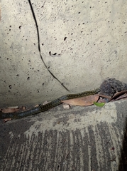 Atractus crassicaudatus