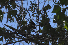 Leiothlypis celata