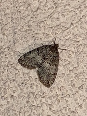 Hydriomena nubilofasciata