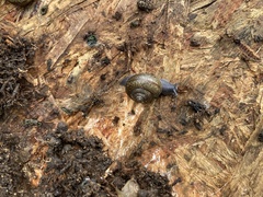 Helminthoglypta coelata