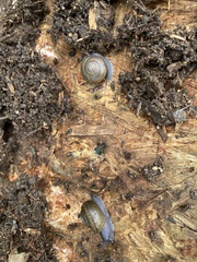 Helminthoglypta coelata