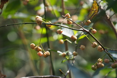 Euonymus hamiltonianus sieboldianus