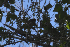 Leiothlypis celata