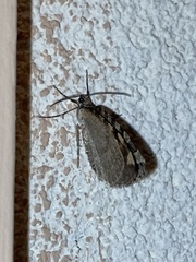 Hydriomena nubilofasciata