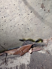 Atractus crassicaudatus