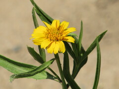 Pascalia glauca