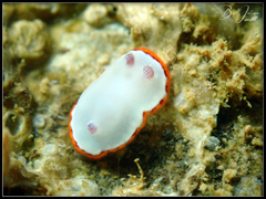 Goniobranchus rubrocornutus