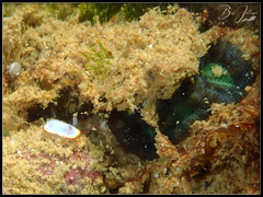 Goniobranchus verrieri