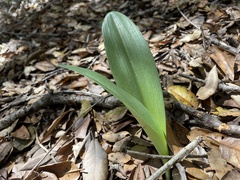 Platanthera transversa