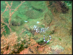 Ancylomenes speciosus