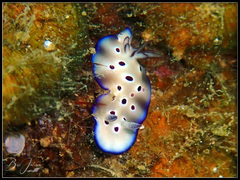 Hypselodoris tryoni