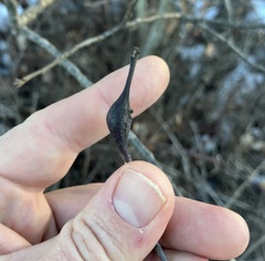 Zapatella quercusphellos