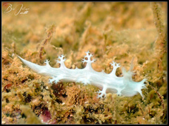Tritoniopsis elegans