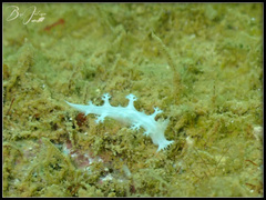 Tritoniopsis elegans
