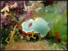 Goniobranchus rubrocornutus