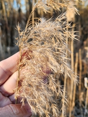 Phragmites australis