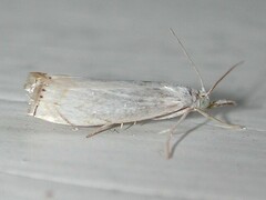 Crambus albellus