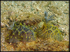 Halgerda willeyi