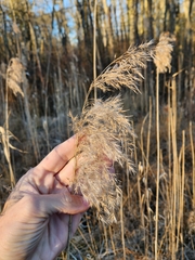 Phragmites australis