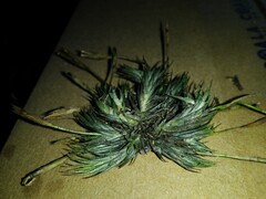 Tillandsia tricholepis