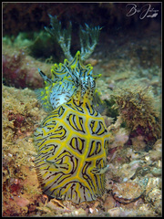Halgerda willeyi