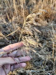 Phragmites australis