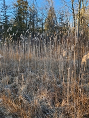 Phragmites australis