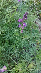 Lupinus truncatus