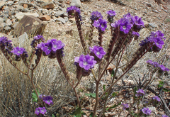 Phacelia crenulata