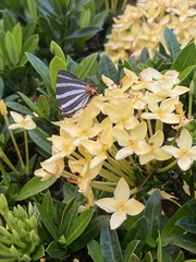 Panthiades bathildis